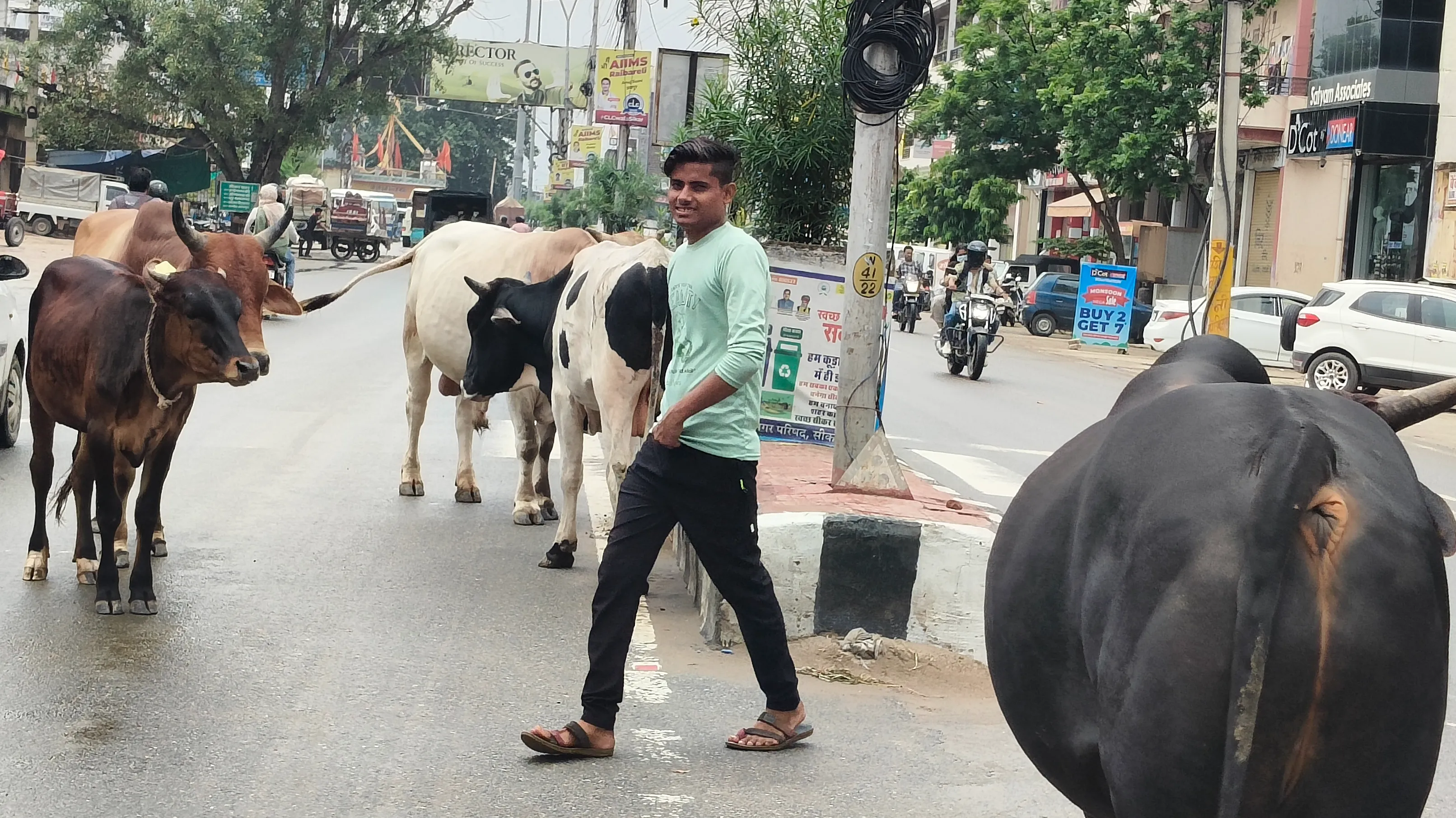 खेत से लेकर बाजार तक आफत बन रहे बेसहारा पशु, रोज़ हो रहे हादसे, प्रदेश में जानें कहां कितनी गौशालाएं व गोवंश ?