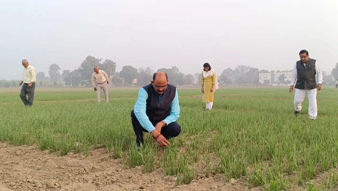 मौजूदा मौसम का गेहूं की बिजाई पर क्या पड़ेगा प्रभाव, पढ़िए पूरी ख़बर