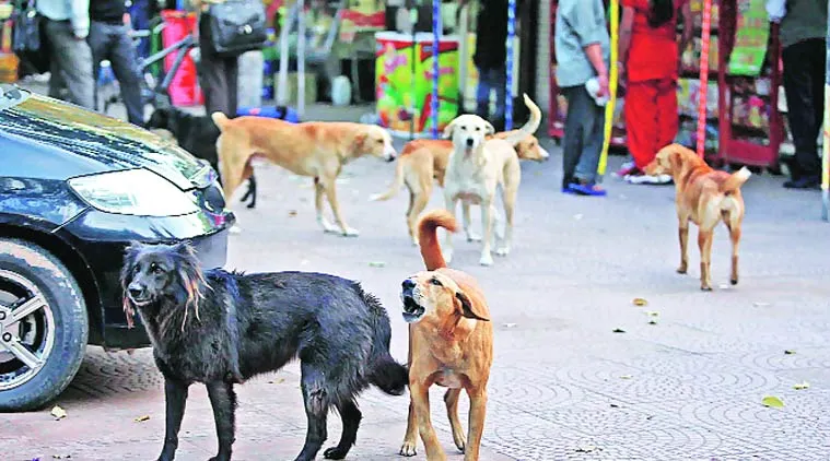 पंजाब के रूपनगर में दिल दहला देने वाली वारदात: मोरिंडा में दूध लेने निकली 8 साल की बच्ची को आवारा कुत्तों ने नोच-नोचकर मार डाला