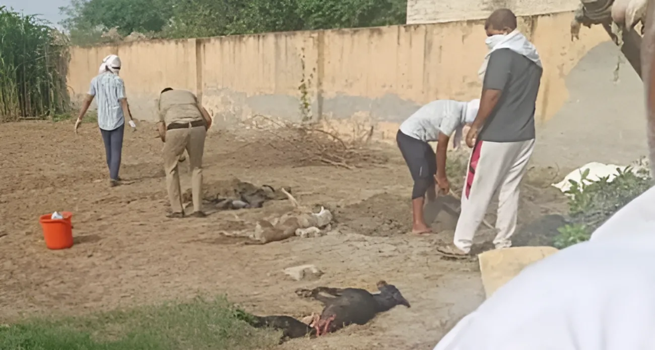 हरियाणा के 'इस गांव' में छोटी सी रंजिश के चलते चावल में जहर मिलाकर कुत्तों को खिलाया, एक-एक करके चार कुत्तों की मौत