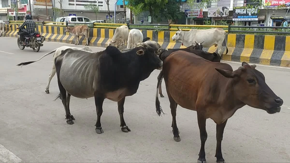 सड़कों पर घूम रहा बेसहारा गोवंश बन रहा हादसों का कारण, 'पुख्ता इंतजाम' करे सरकार :  कुमारी सैलजा