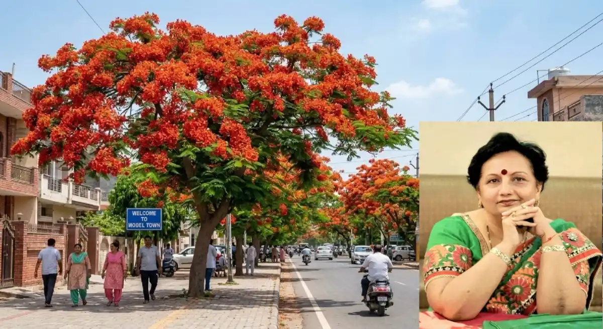 प्रकृति प्रेम की अलौकिक मिसाल: पानीपत की सड़कों पर बिखरी गुलमोहर की लाली, कंचन सागर की दशकों पुरानी मुहिम लाई रंग