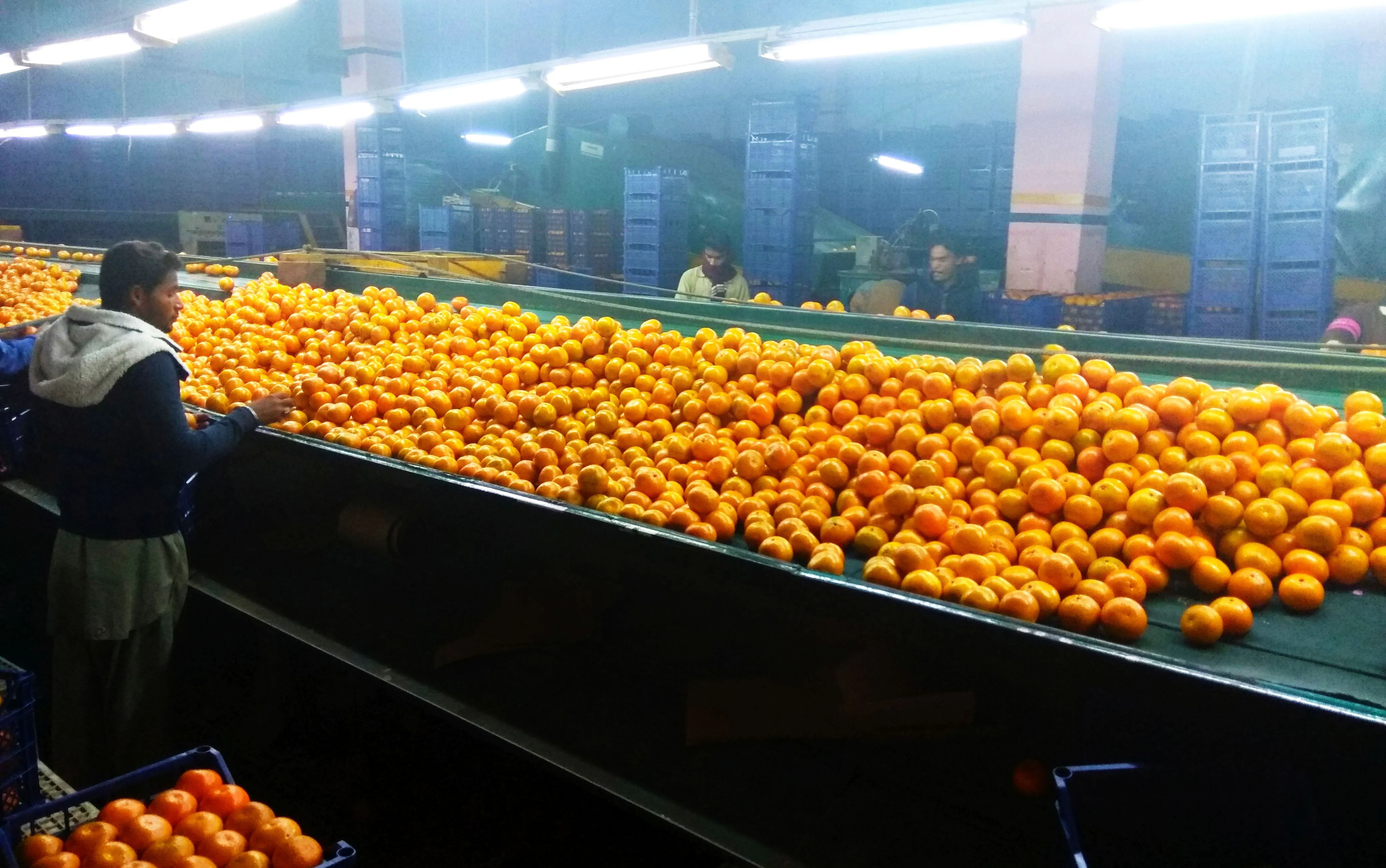 हरियाणा के इस जिले में आधुनिक किन्नू जूस प्रोसेसिंग प्लांट होगा स्थापित, 22,000 मीट्रिक टन होगी प्रोसेसिंग क्षमता