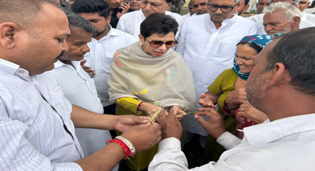 खेतों में बदहाल फसल देख भावुक हुईं सैलजा: सरकार से पूछा- बीमा प्रीमियम भरने के बाद भी किसान खाली हाथ क्यों?